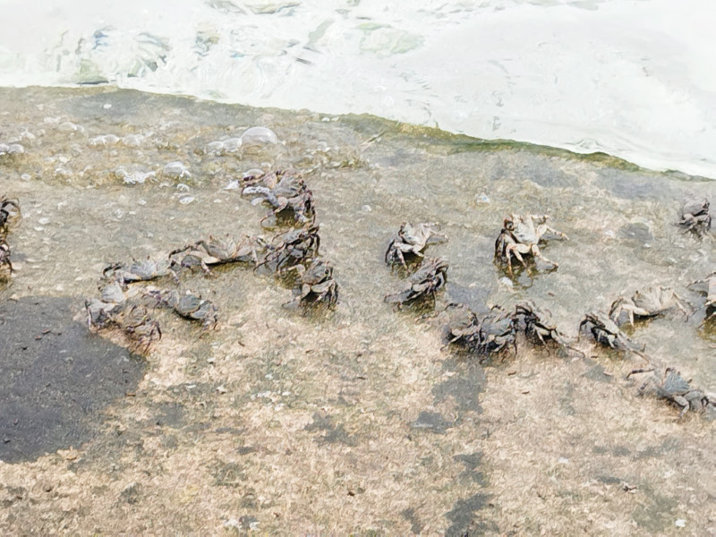 Мальдивы, Thinadhoo, крабы греются Мальдивы, Thinadhoo, крабы греются
